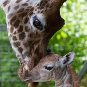 Meet your Posher, Cherie